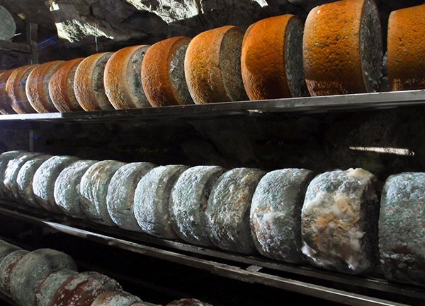 El penicillium en quesos gamonéu madurando en cueva
