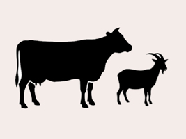 icono de vaca y cabra